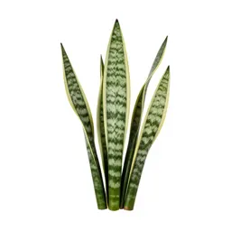 Snake plant
