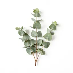 Sprig of eucalyptus