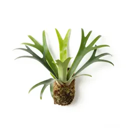 Staghorn fern mounted