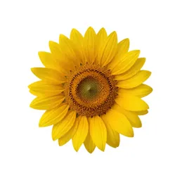 Sunflower head