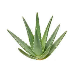 Aloe vera rosette