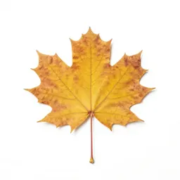 Autumn maple branch