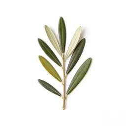 Olive branch