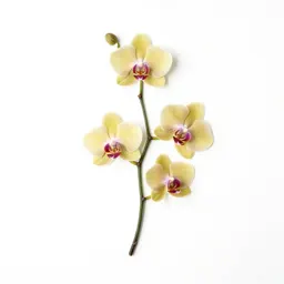 Orchid with arching stems