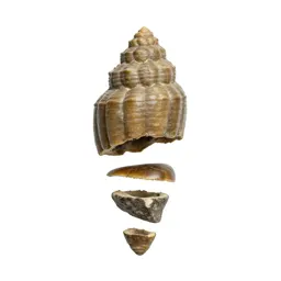 Fossil trilobite