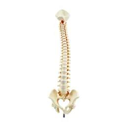 Spine anatomical model