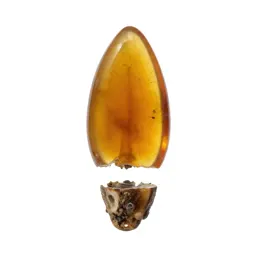 Amber specimen