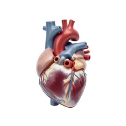 Anatomical heart model