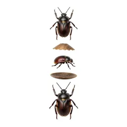 Bug catching kit