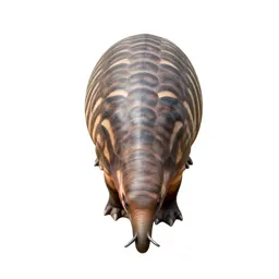 Glyptodon