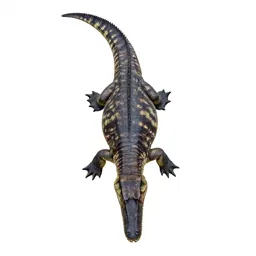 Mosasaurus