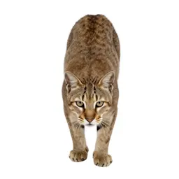 Sabre-toothed cat