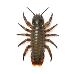 Trilobite on the seafloor