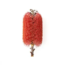 Banksia flower