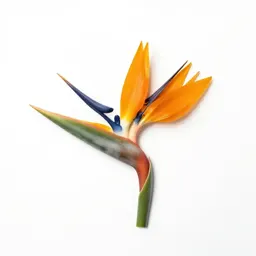 Bird of paradise flower