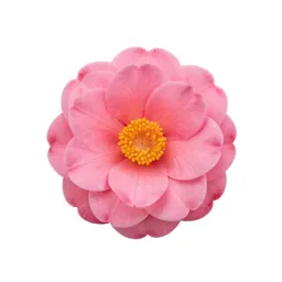 Camellia bloom