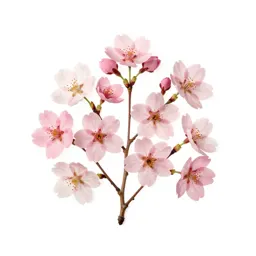 Cherry blossom cluster