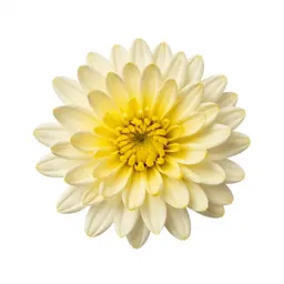Chrysanthemum
