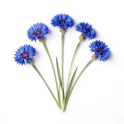 Cornflower