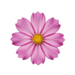 Cosmos flower