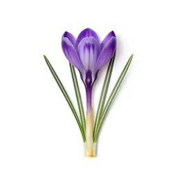 Crocus