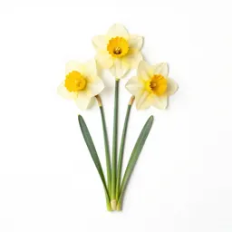 Daffodil