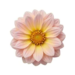 Dahlia with tight petals