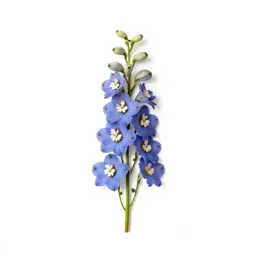 Delphinium stem