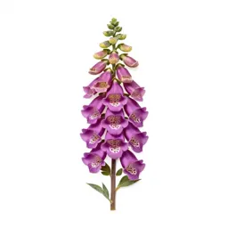 Foxglove spire