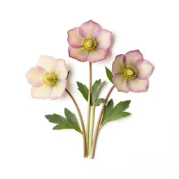 Hellebore nodding
