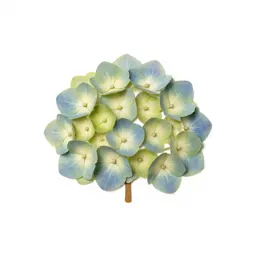 Hydrangea head