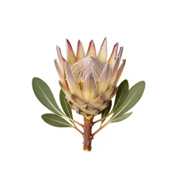 King protea
