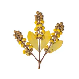 Kowhai flower cluster