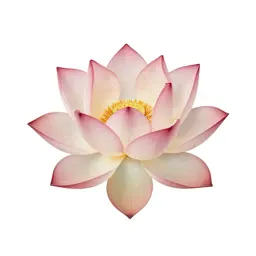 Lotus flower