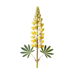 Lupin spike