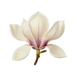 Magnolia flower
