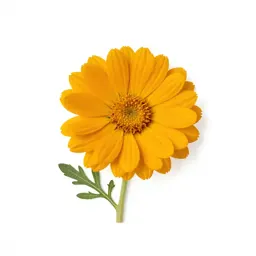 Marigold