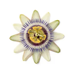 Passionflower