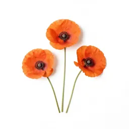 Poppy