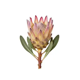 Protea bloom