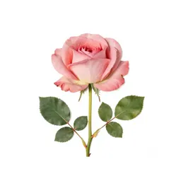 Single garden rose
