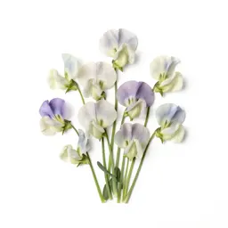 Sweet pea cluster