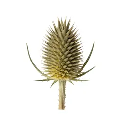 Thistle head