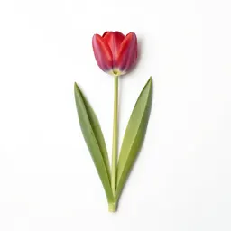 Tulip
