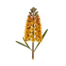 Waratah