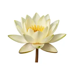 Water lily