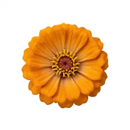 Zinnia