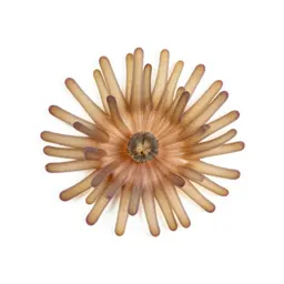 Anemone