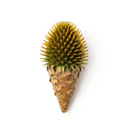Echinacea cone