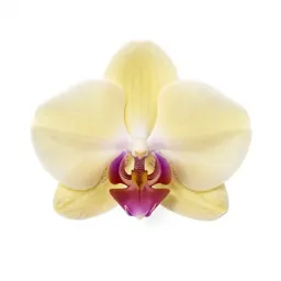 Orchid spray